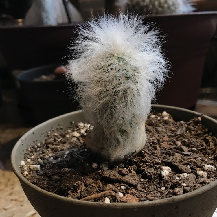 plant image 858158
