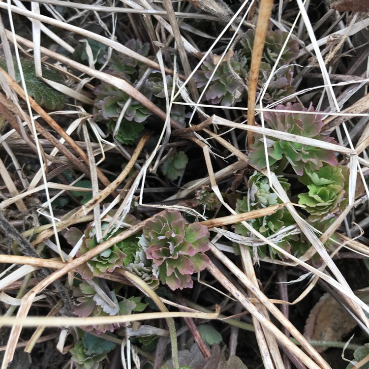 plant image 963541