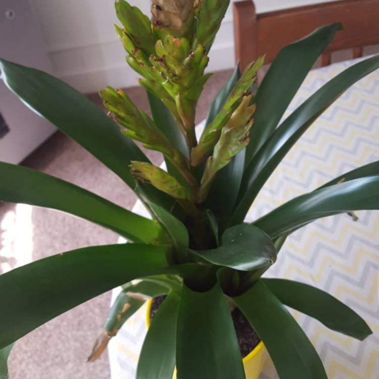 Plant image Vriesea duvaliana