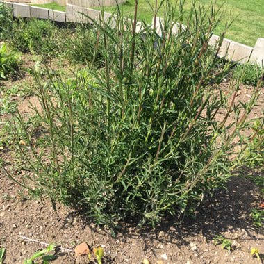 Verbena bonariensis