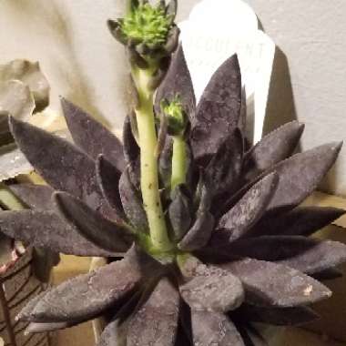 Echeveria Affinis sp.