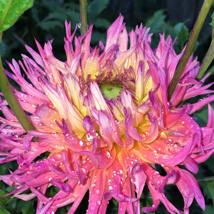 plant image 1379784