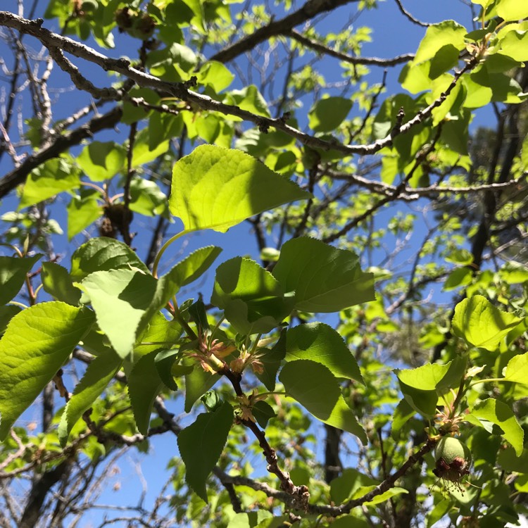Plant image Prunus armeniaca