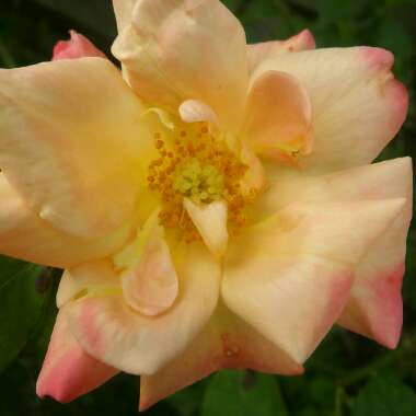 Rose 'Birthday Girl' (Floribunda)