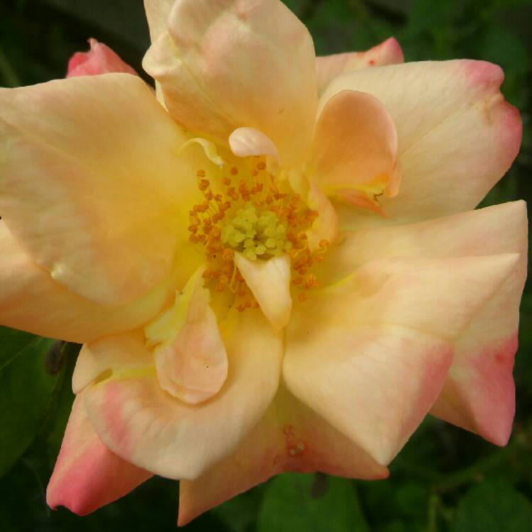 Plant image Rosa 'Meilasso' syn. Rosa 'Birthday Girl'