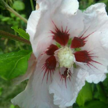 Ames's garden