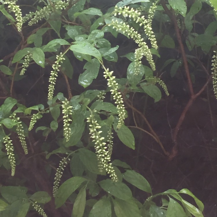 Plant image Itea virginica 'Henry's Garnet' syn. Itea virginica Swarthmore form ;  Itea virginicus 'Henry's Garnet'