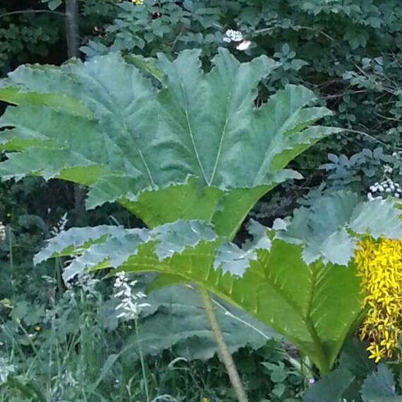 plant image 128049
