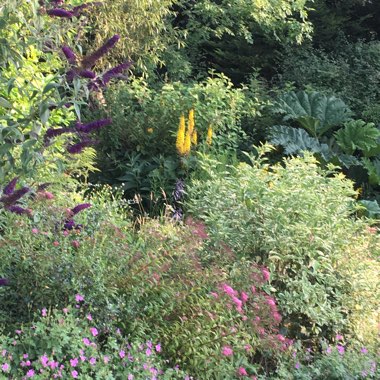 Anne-Marie's garden