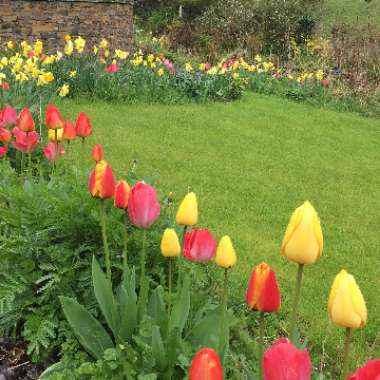 Anne-Marie's garden