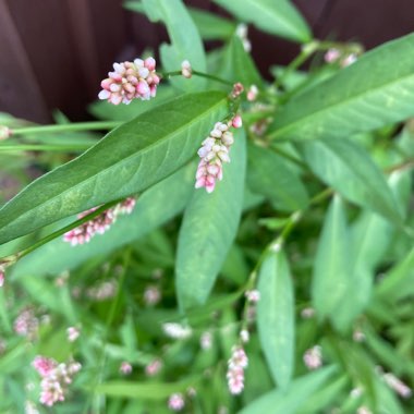 Anne's garden