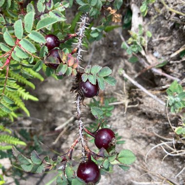 Anne's garden