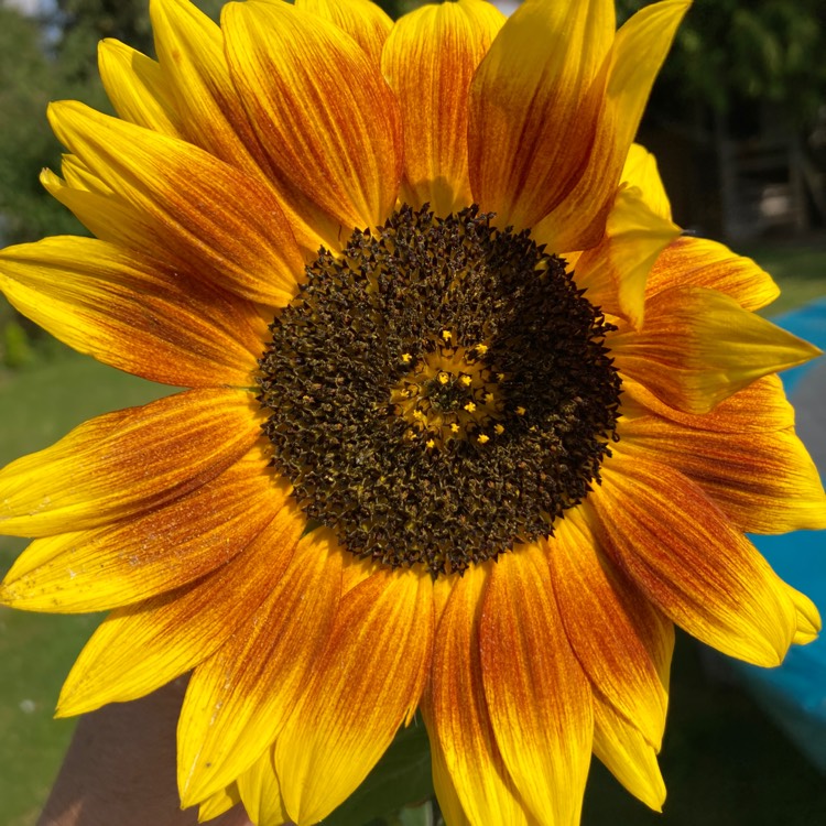 Plant image Helianthus annuus 'Crimson Queen'