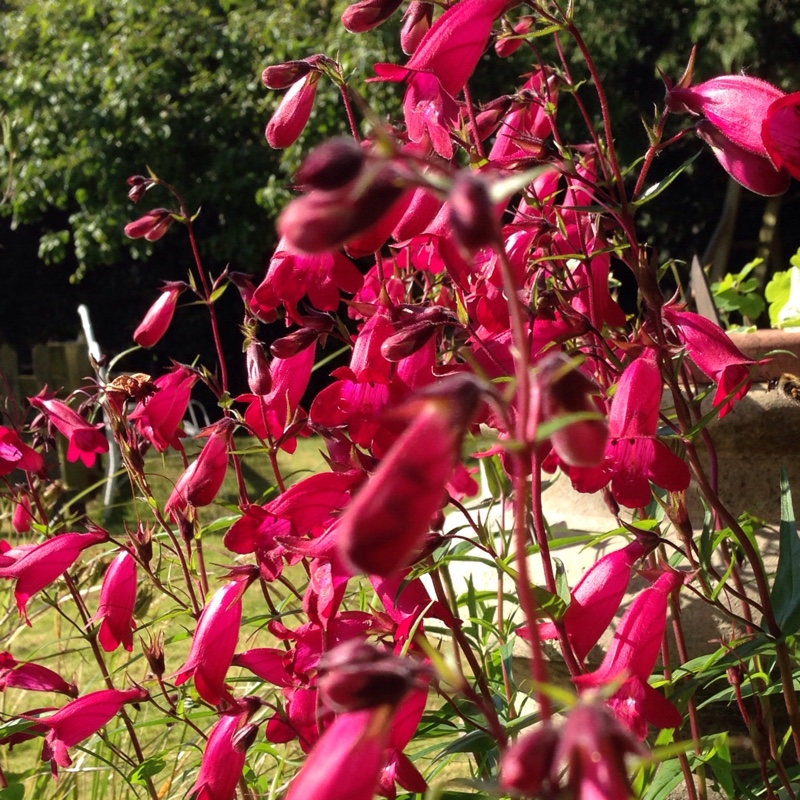 Plant image Penstemon 'Andenken an Friedrich Hahn' syn. Penstemon 'Garnet'