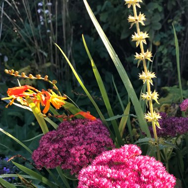 Anne's garden