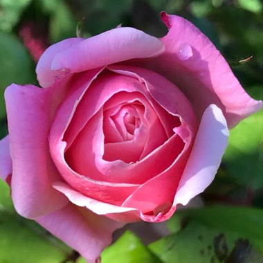 Anne's garden