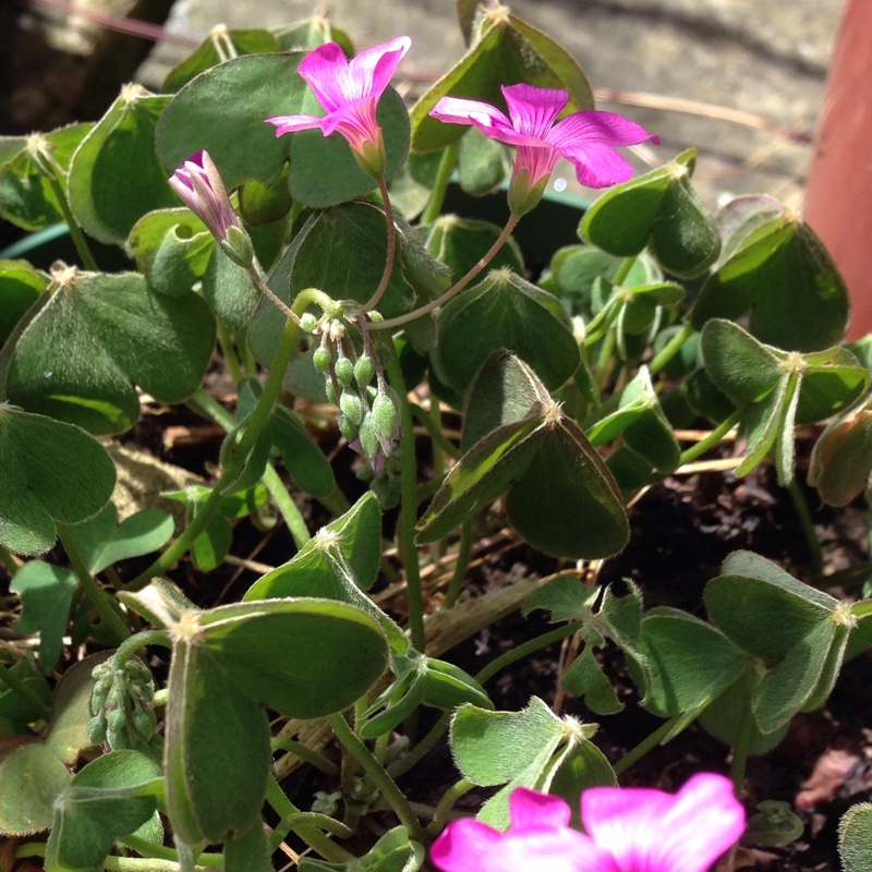 Plant image Oxalis articulata 'Liah'