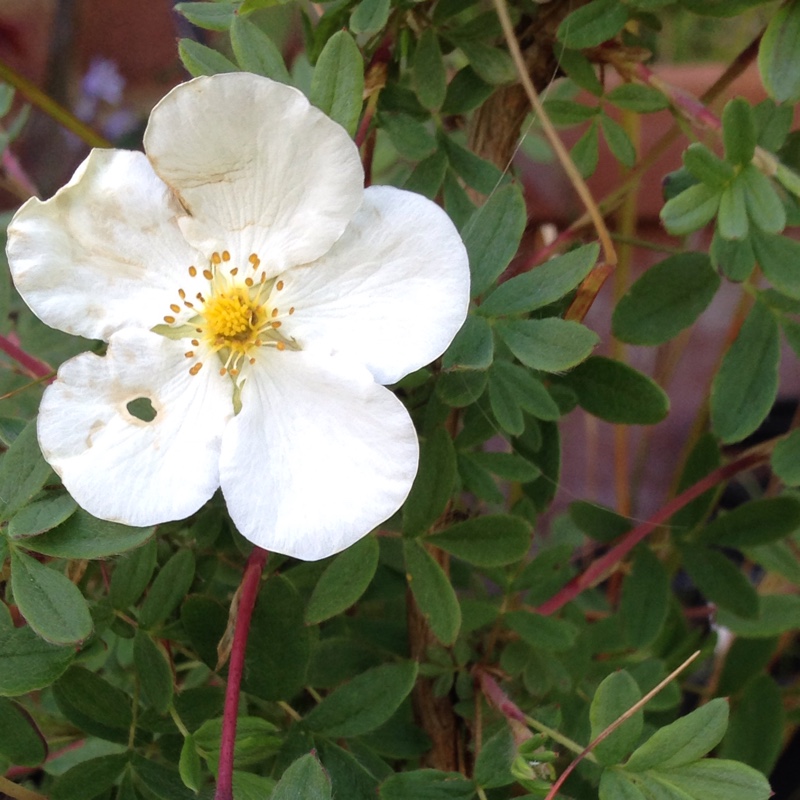 Plant image Potentilla fruticosa 'Abbotswood'