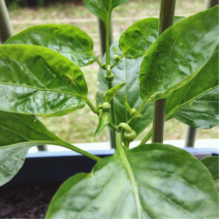 plant image 241486