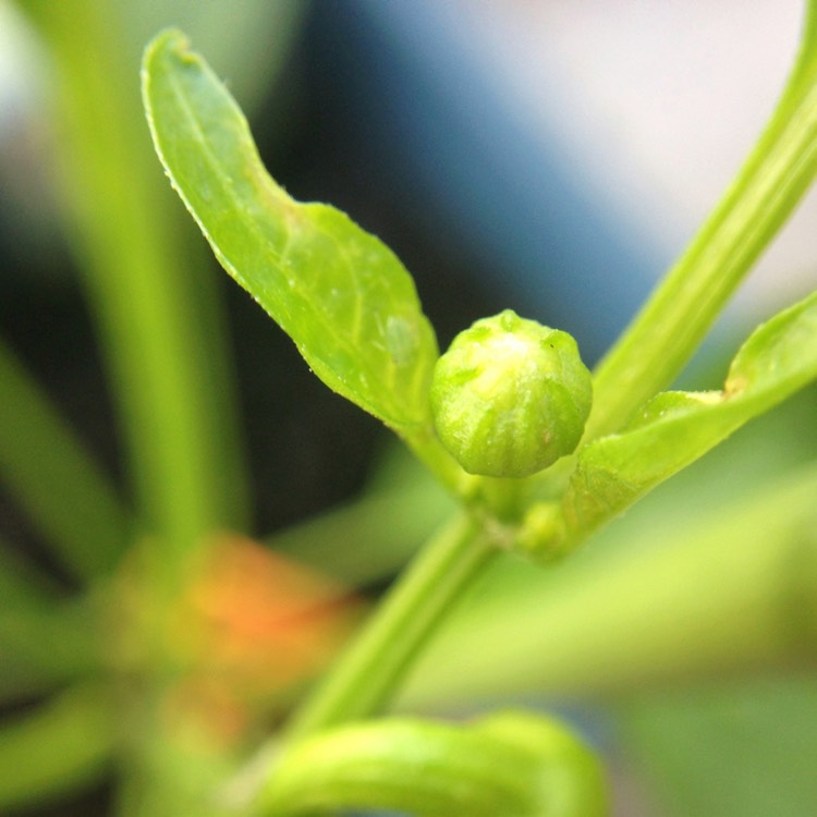 plant image 244530