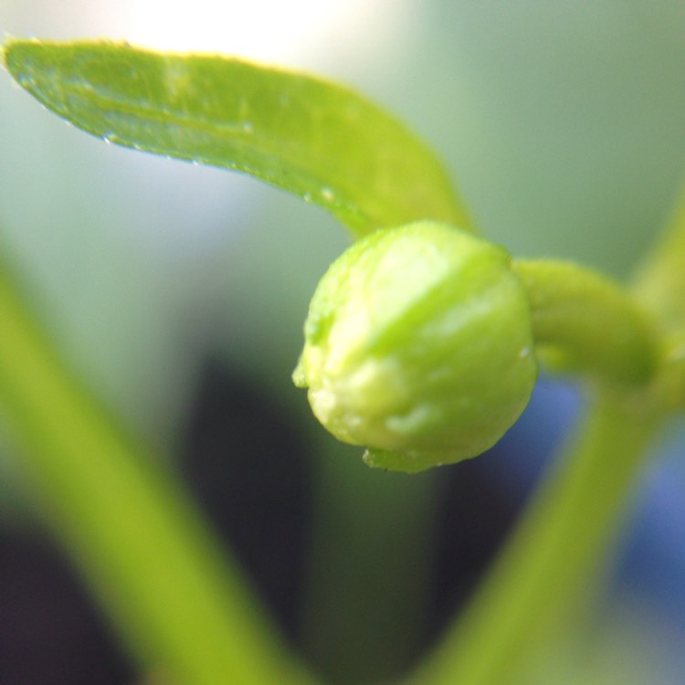 plant image 244532