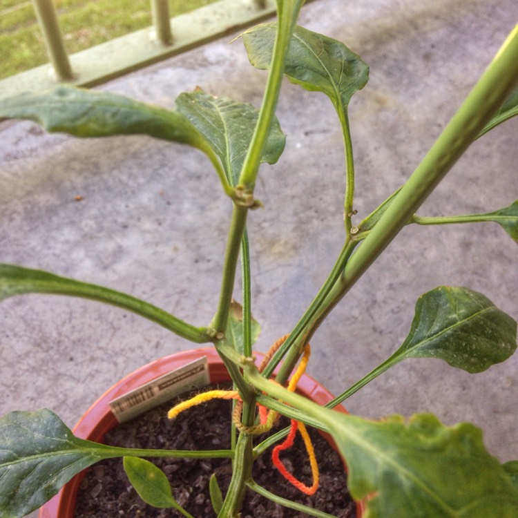plant image 262291