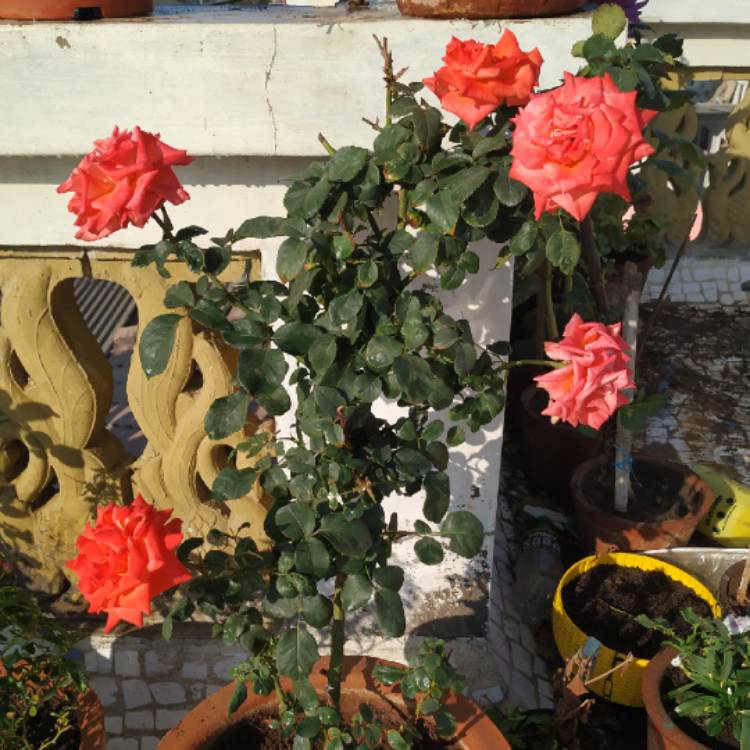 Plant image Rosa 'The Children's Rose'
