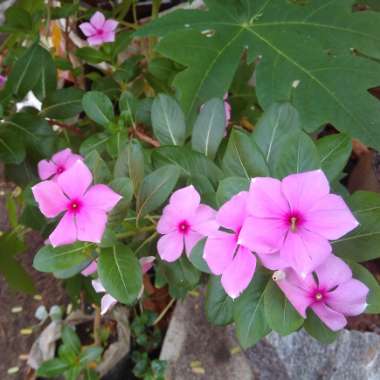 Madagascar Periwinkle
