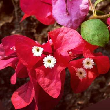Bougainvillea