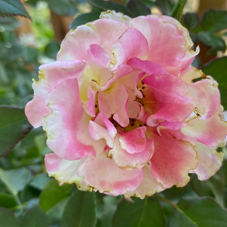 plant image 1584053 plant image 1584053