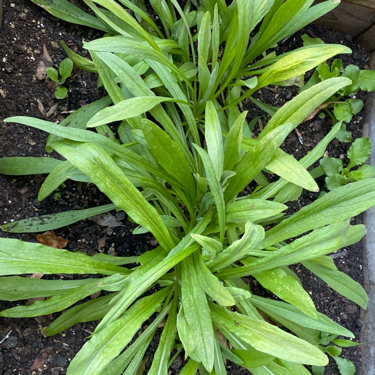 Plant image Centaurea cyanus 'Blue Boy'