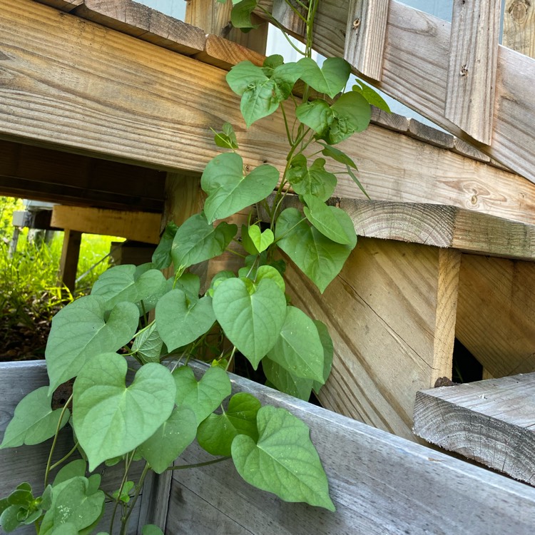 plant image 1584066 plant image 1584066