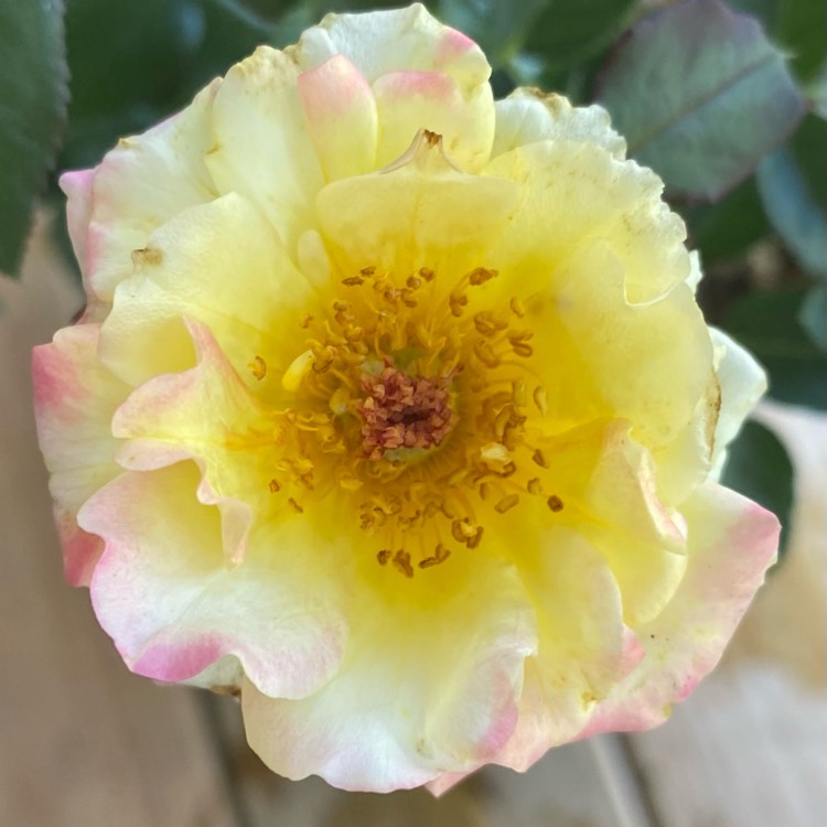 plant image 1584358 plant image 1584358