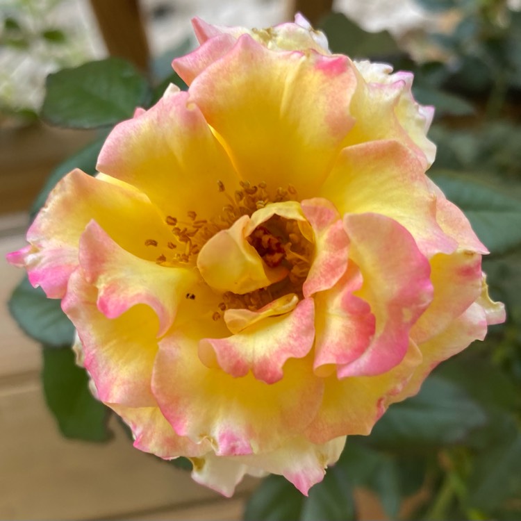 plant image 1585883 plant image 1585883