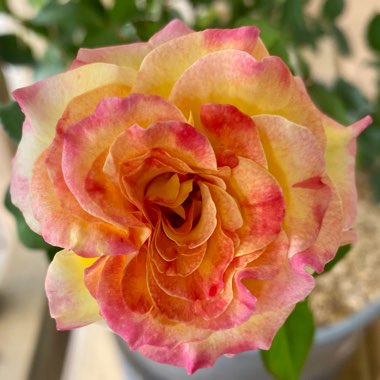 Rosa (Floribunda)