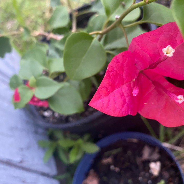 Plant image Bougainvillea 'Glabra'