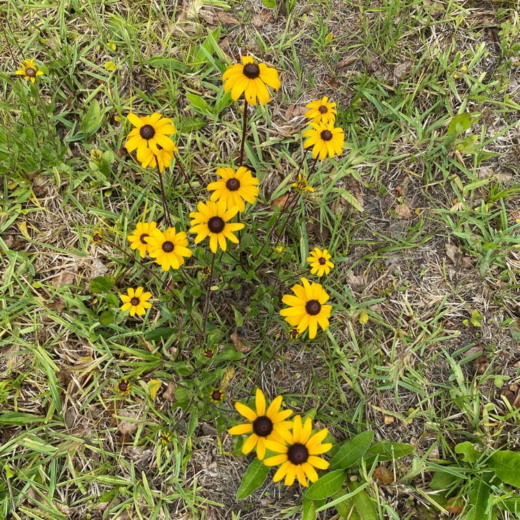 plant image 1590948 plant image 1590948