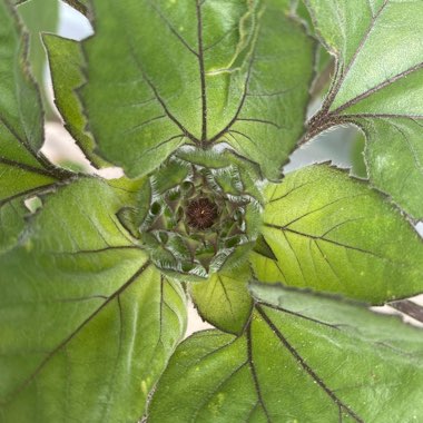 Helianthus annuus
