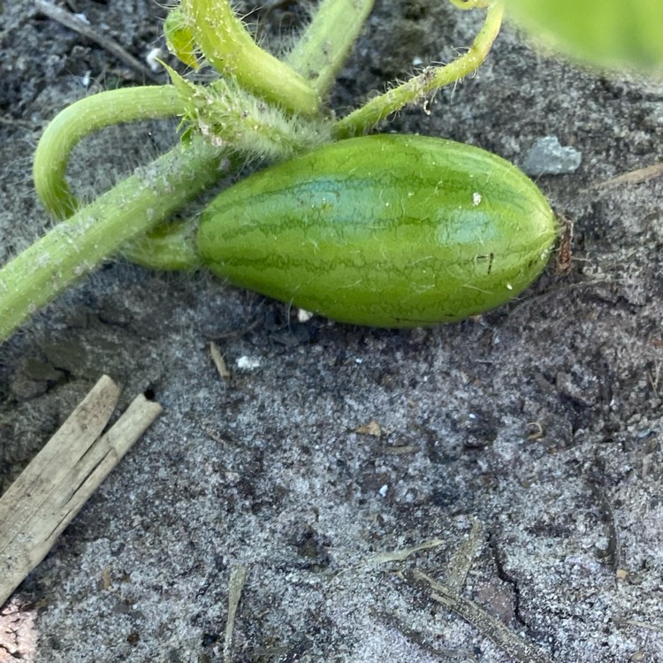 plant image 1595985 plant image 1595985