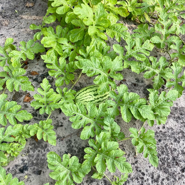 plant image 1598260 plant image 1598260