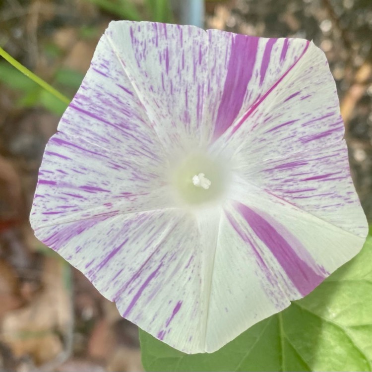 Plant image Ipomoea purpurea 'Carnival de Venezia'