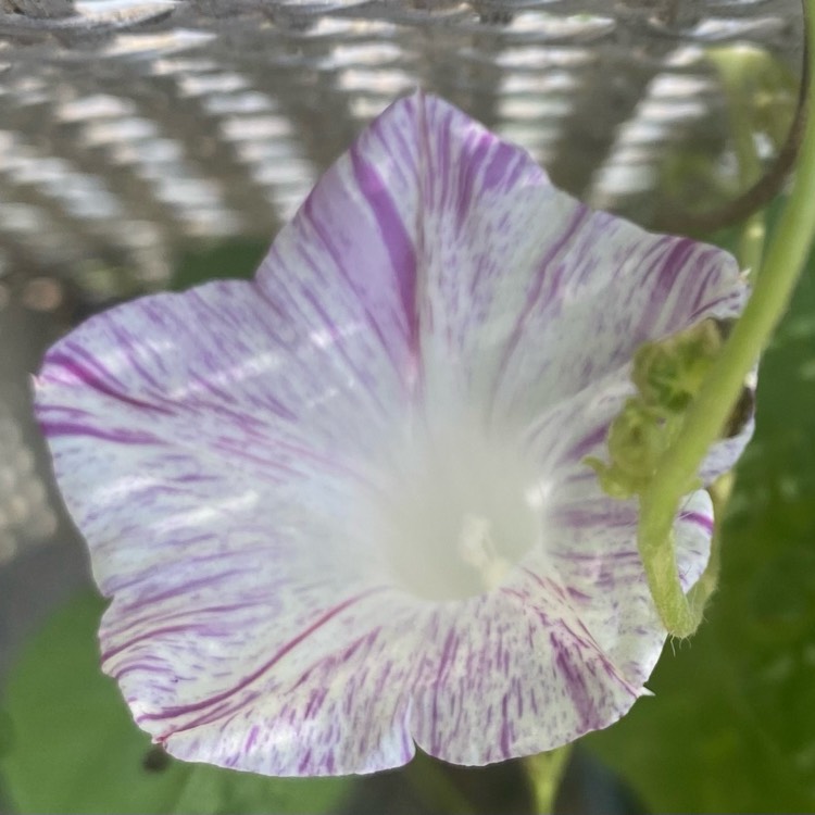 plant image 1620911 plant image 1620911