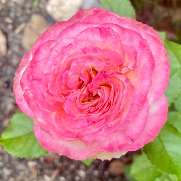 plant image 1658282 plant image 1658282