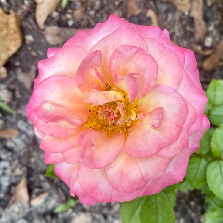 plant image 1658283 plant image 1658283