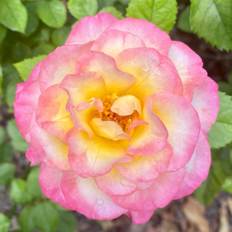 plant image 1658285 plant image 1658285