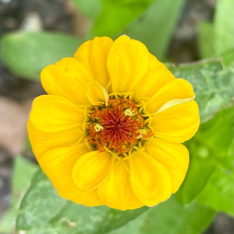 plant image 1658290 plant image 1658290