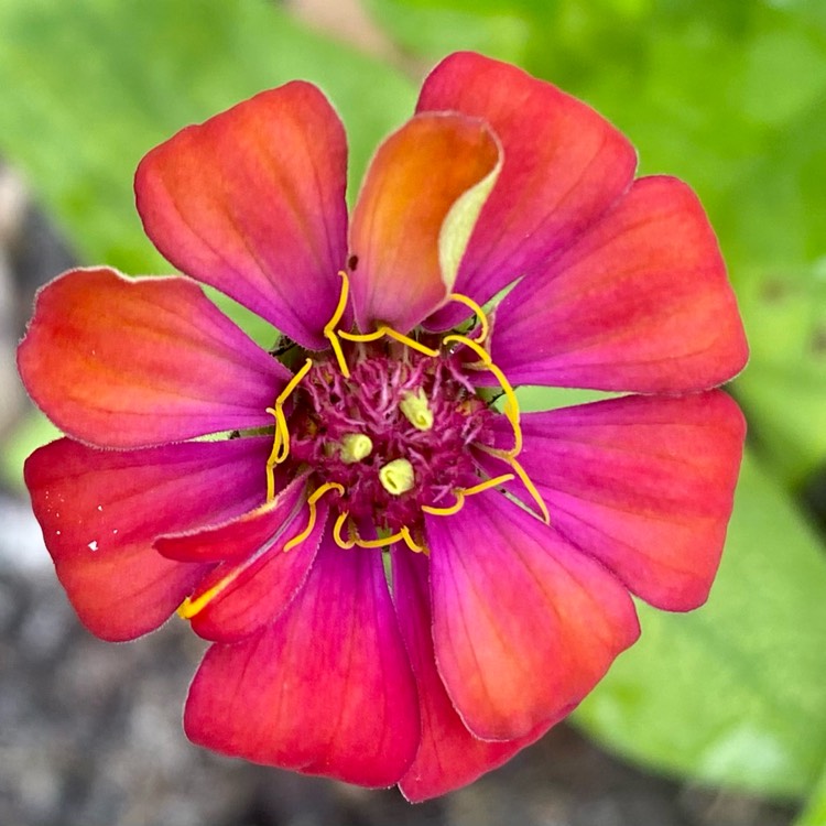plant image 1658291 plant image 1658291