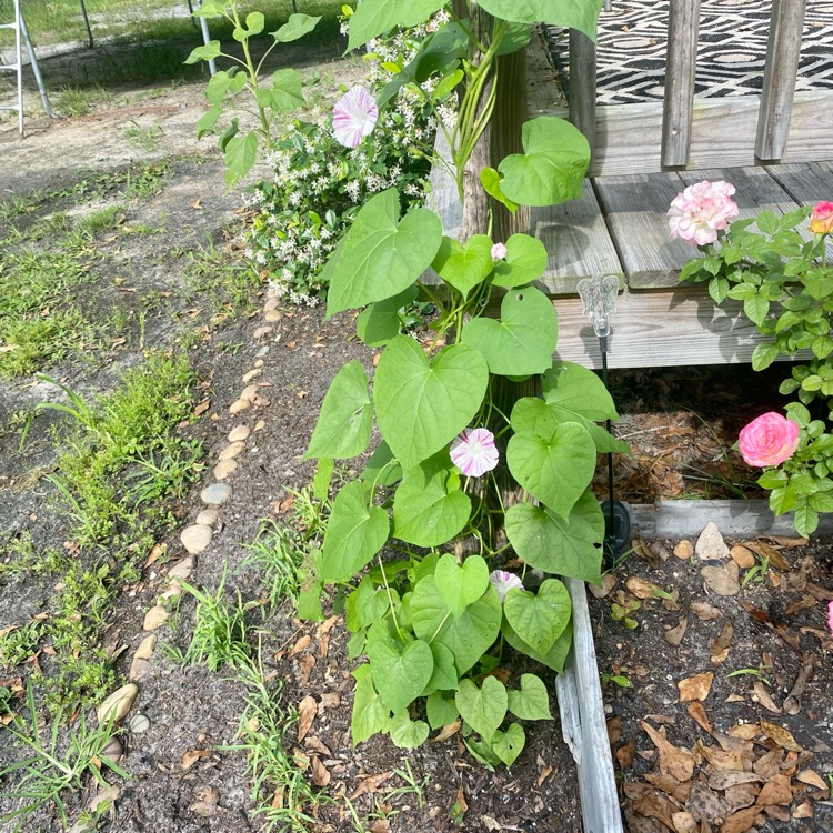 plant image 1658294 plant image 1658294
