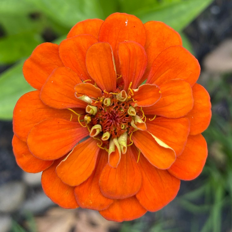 plant image 1659358 plant image 1659358