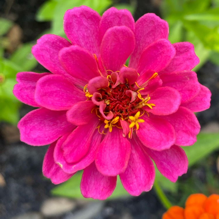 plant image 1659359 plant image 1659359